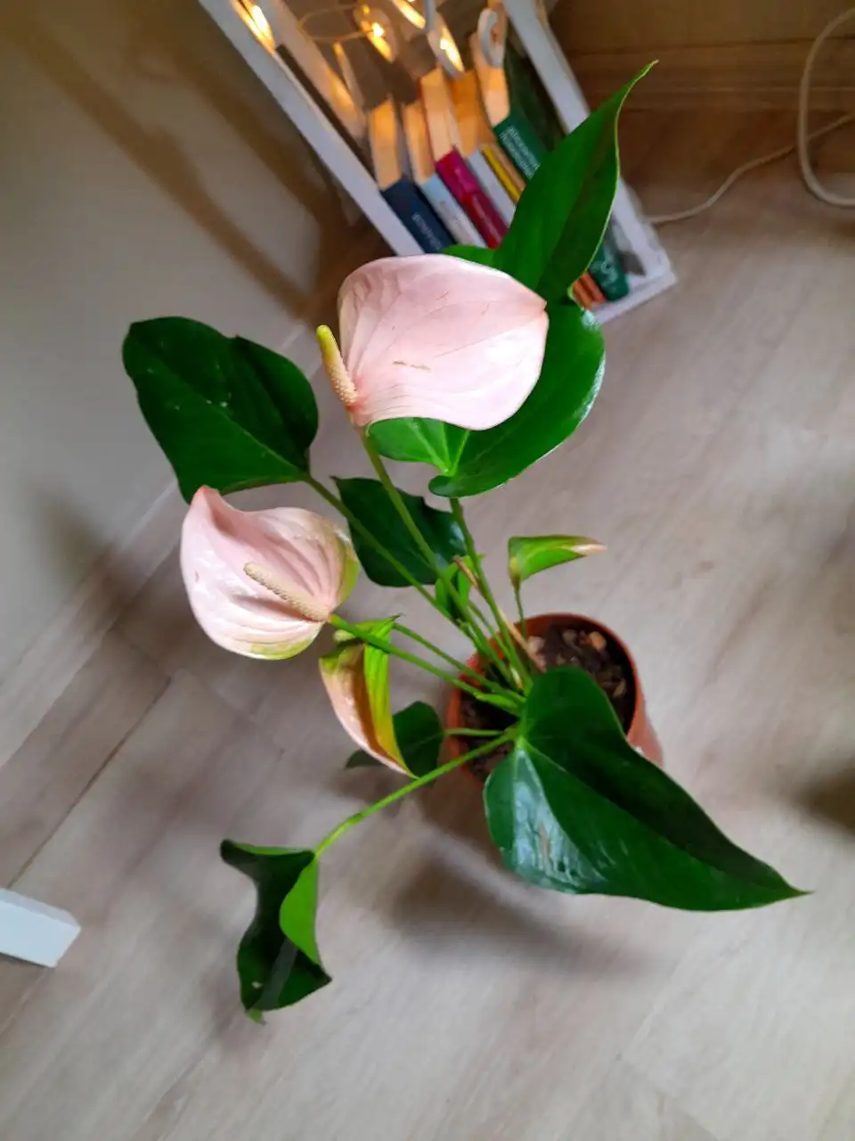 Антуриум Джолли Пич