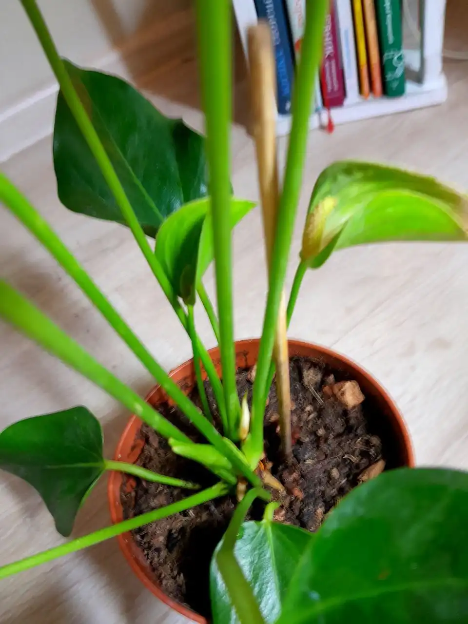 Антуриум Джолли Пич