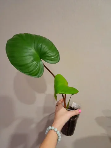 Хомаломена - Разное в Владивосток