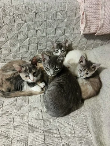 Котята ищут заботливый дом - Животные в Владивосток