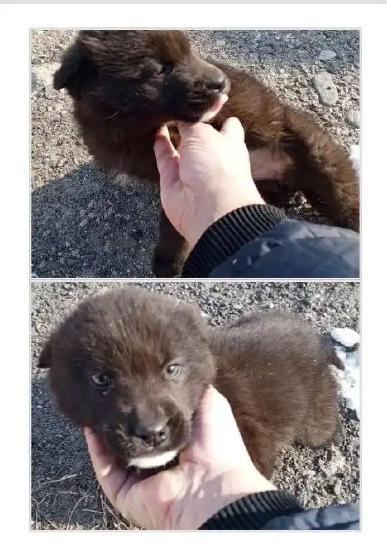 Нужен дом для медведишки, найденного в подъезде - Животные в Владивосток