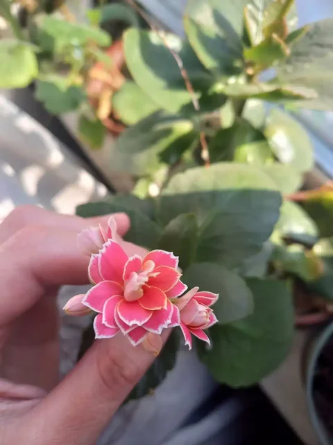 Каланхоэ декоративное розовое в бетонном горшке - Туризм и рыбалка в Владивосток