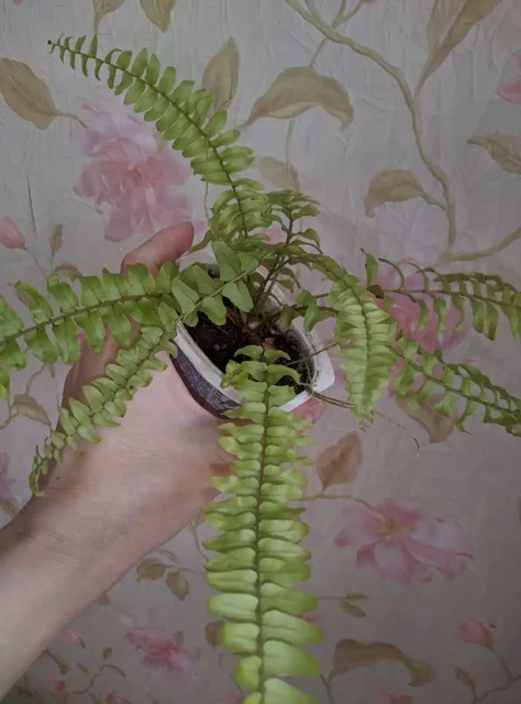 Папоротник и пеперомия арбузная - Туризм и рыбалка в Владивосток