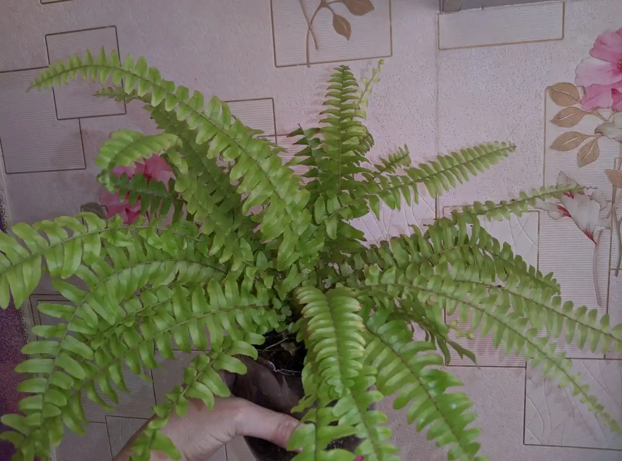 Папоротник и пеперомия арбузная - Растения (Хобби и отдых) в Владивосток