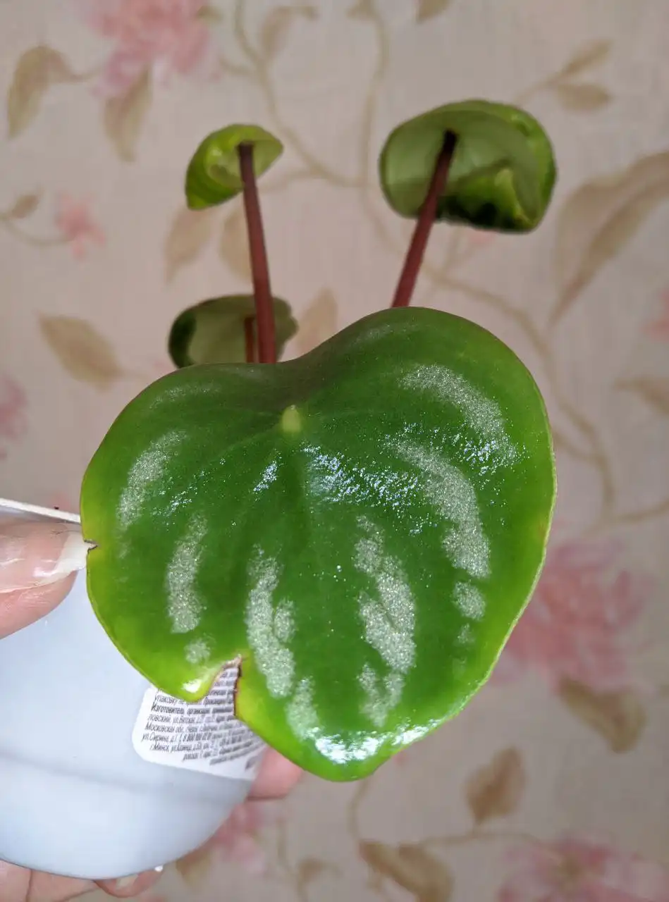 Папоротник и пеперомия арбузная - Растения (Хобби и отдых) в Владивосток