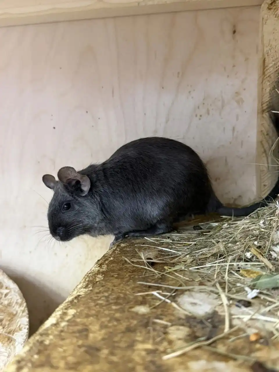 Продажа Дегу серебристого окраса - Грызуны (Животные) в Владивосток