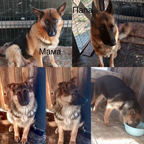 Щенок немецкой овчарки - Животные в Владивосток