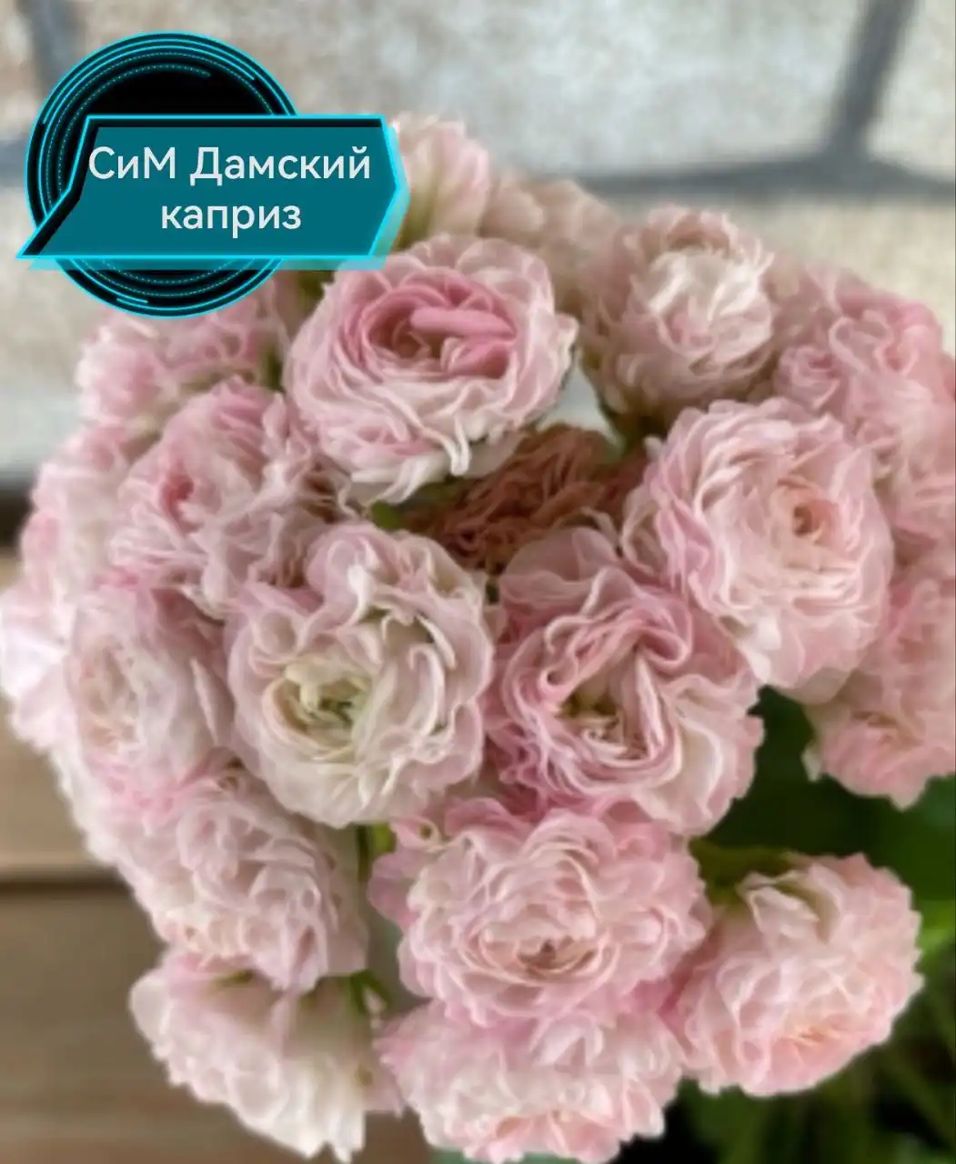 Укоренённые черенки пеларгонии - Растения (Хобби и отдых) в Владивосток