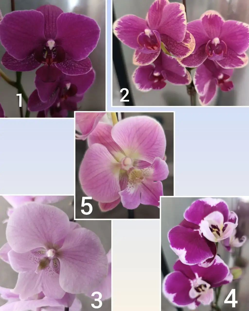 Продажа цветущих орхидей в Артёме - Растения (Хобби и отдых) в Артём