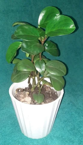 Пеперомия цветок любви - Моделирование в Владивосток