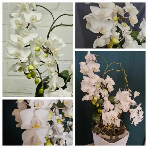 Шикарная взрослая Орхидея Фалинопсис - Моделирование в Владивосток