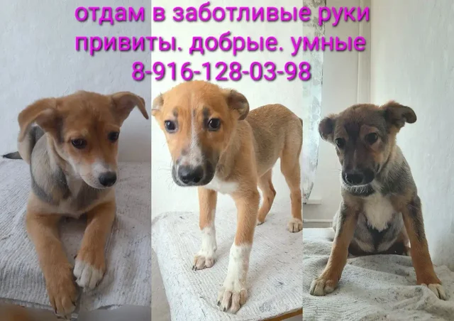 Пристройство трех собак во Владивостоке - Животные в Владивосток