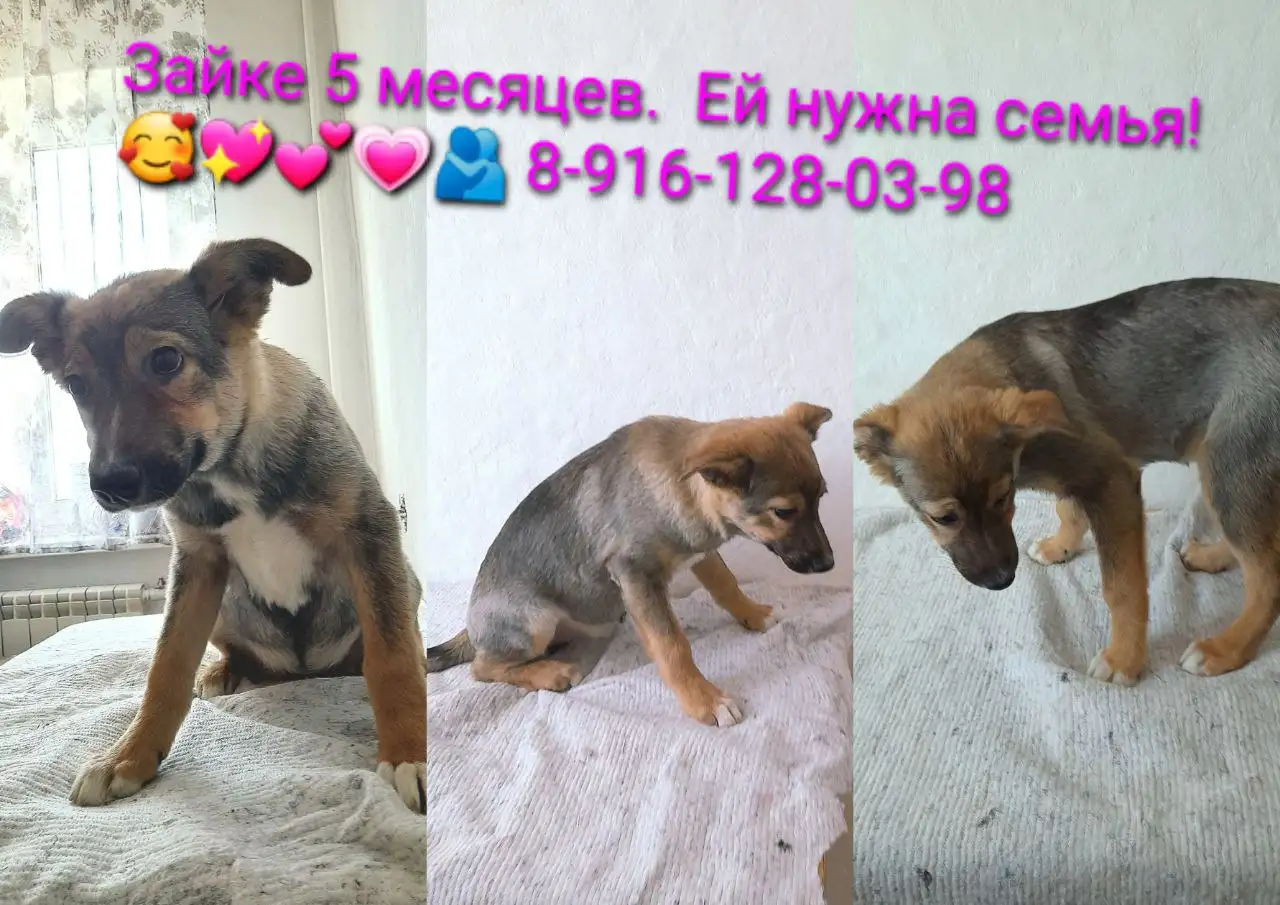 Пристройство трех собак во Владивостоке - Собаки (Животные) в Владивосток