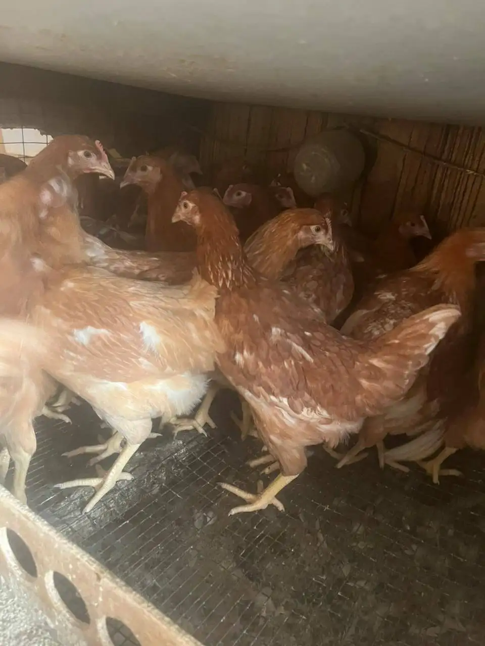 Продажа кур несушек Ломан Браун - Птица (Животные) в Владивосток