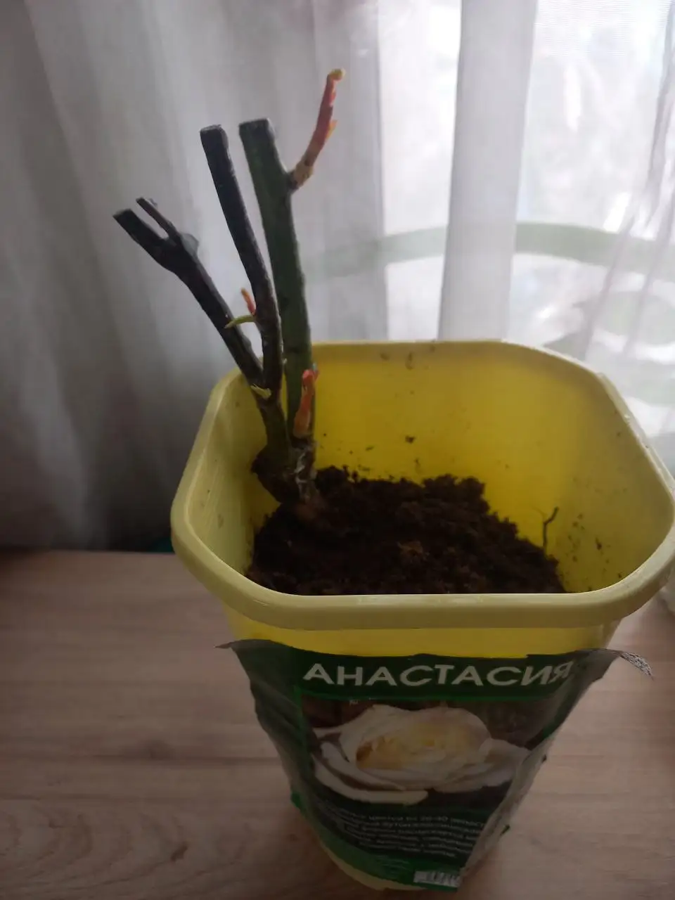 Розы саженцы в горшках - Садоводство (Хобби и отдых) в Владивосток