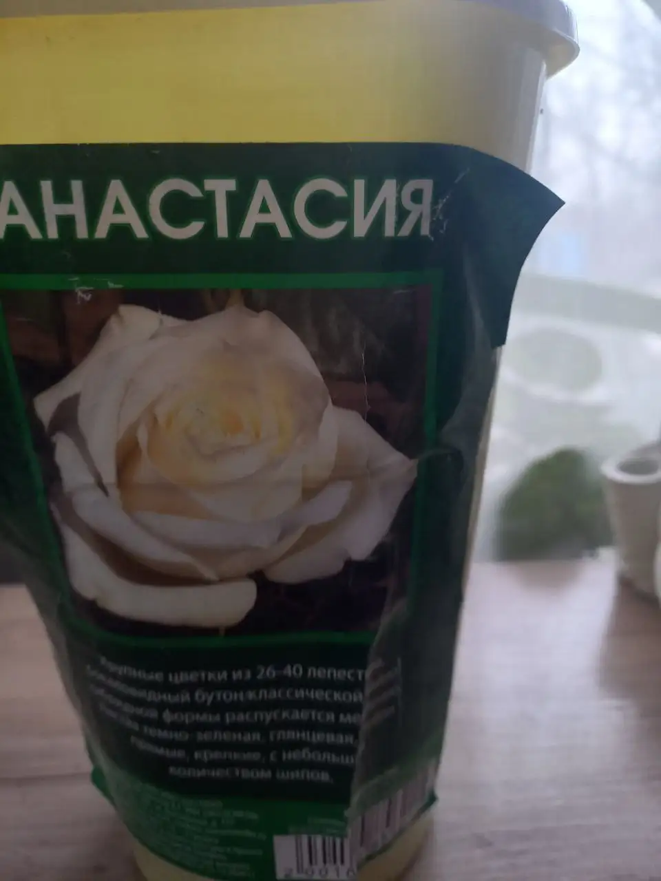 Розы саженцы в горшках - Садоводство (Хобби и отдых) в Владивосток