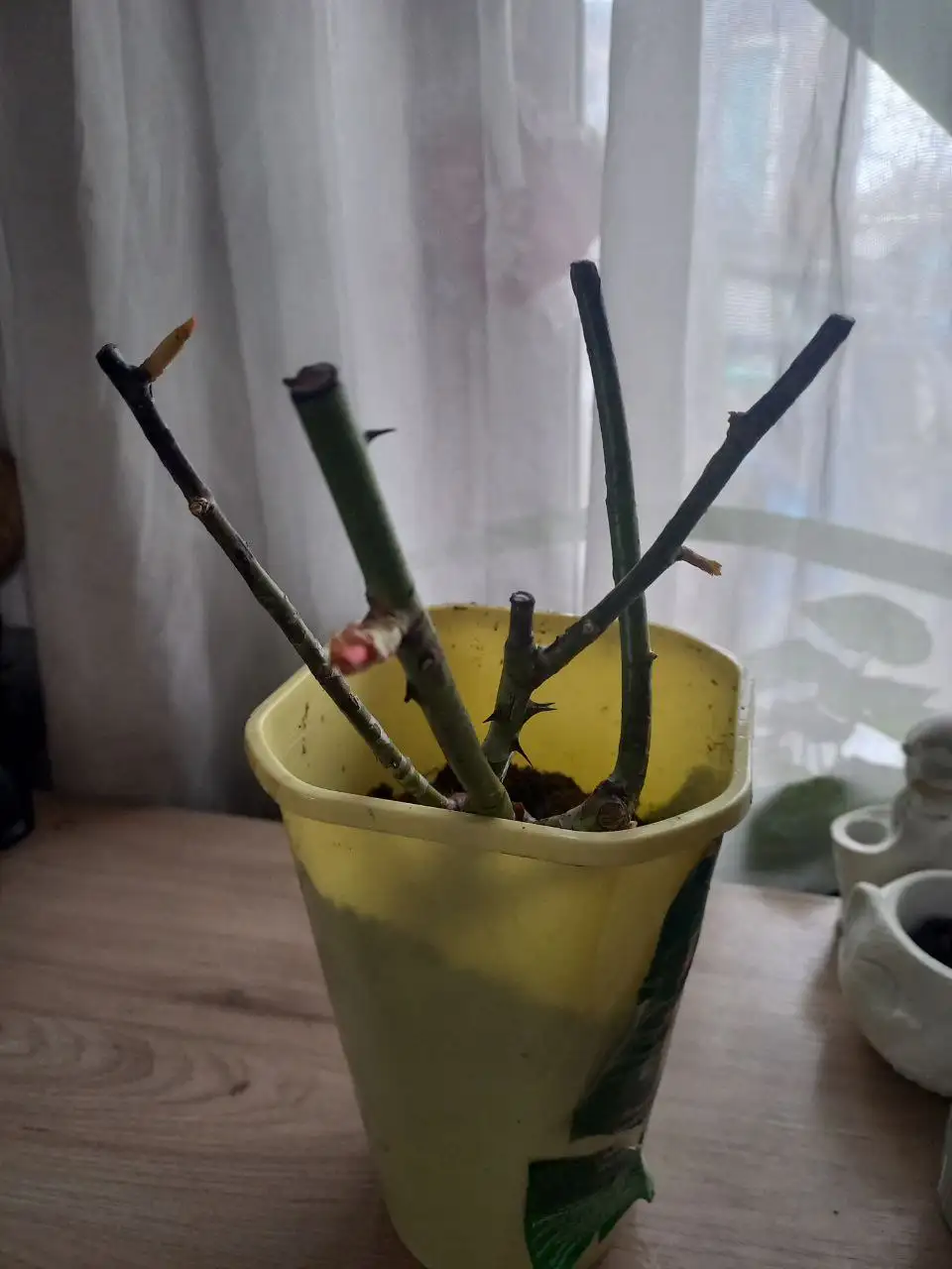 Розы саженцы в горшках - Садоводство (Хобби и отдых) в Владивосток