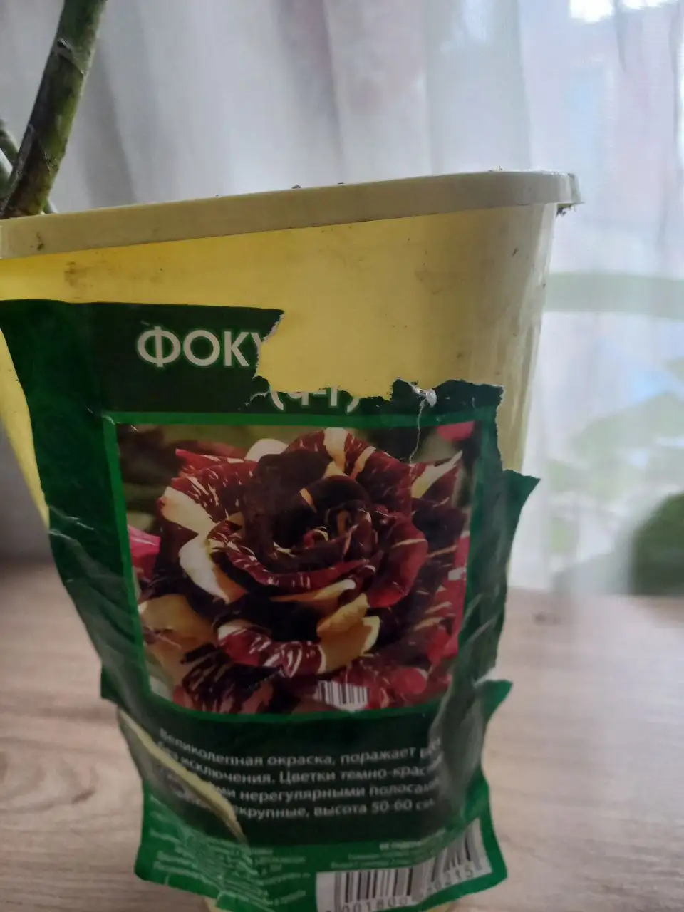 Розы саженцы в горшках - Садоводство (Хобби и отдых) в Владивосток