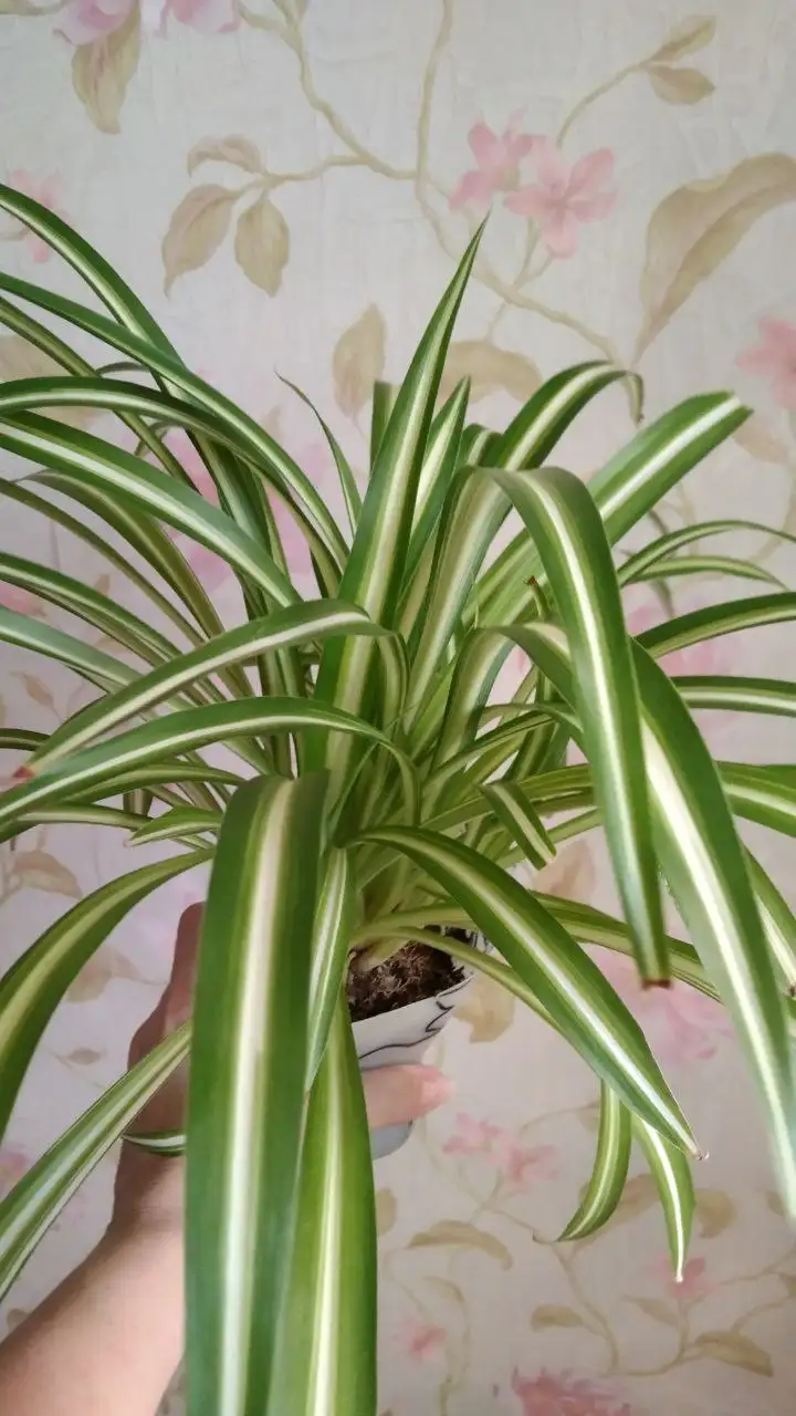 Маранта и хлорофитум - природный фильтр для воздуха - Растения (Хобби и отдых) в Владивосток