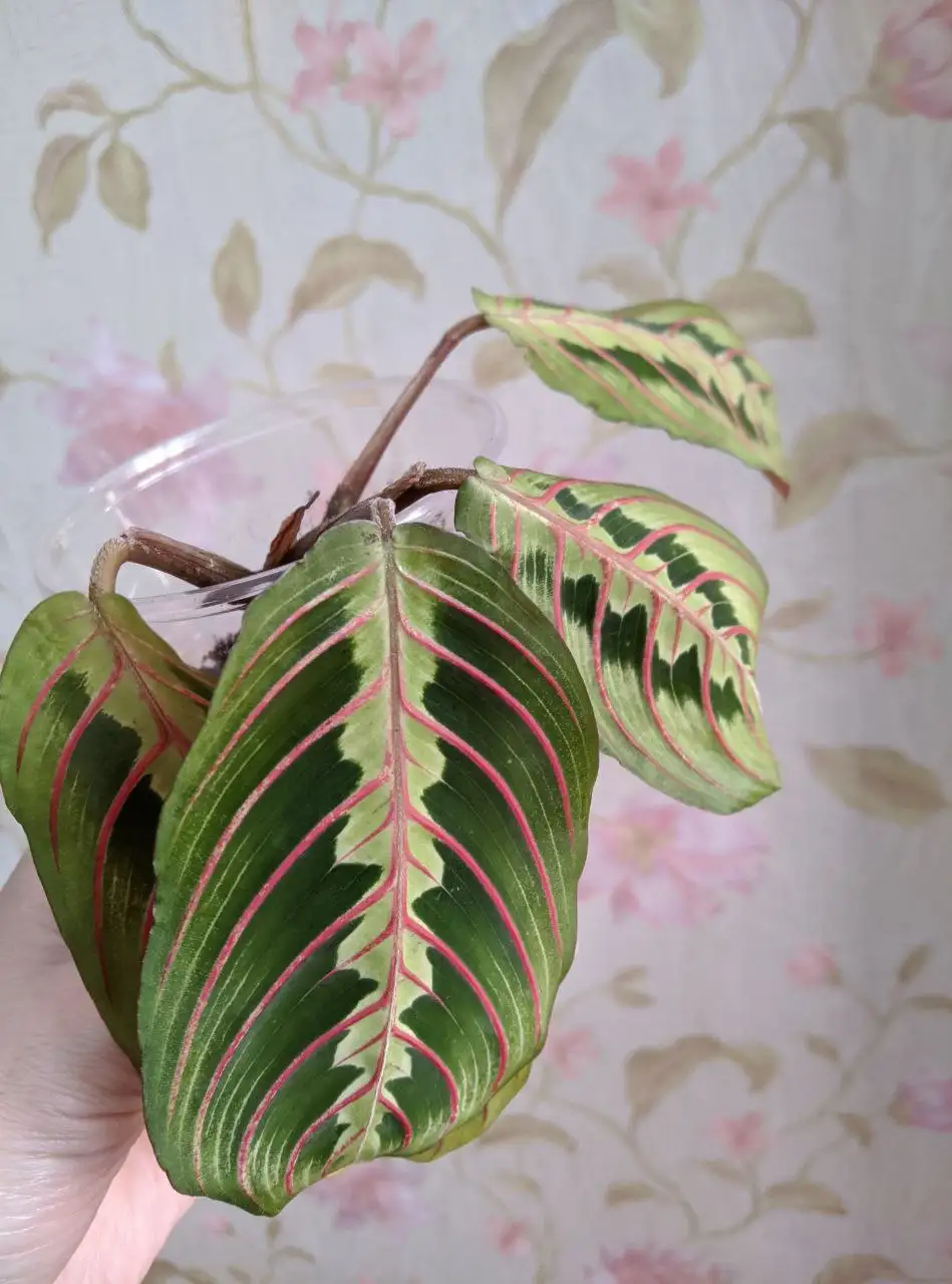 Маранта и хлорофитум - природный фильтр для воздуха - Растения (Хобби и отдых) в Владивосток