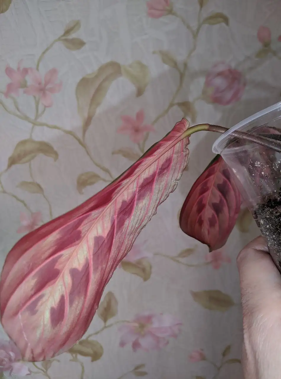 Маранта и хлорофитум - природный фильтр для воздуха - Растения (Хобби и отдых) в Владивосток