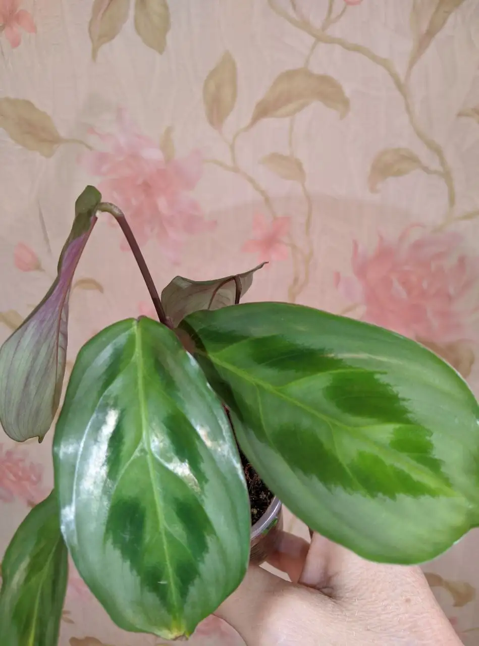 Маранта и хлорофитум - природный фильтр для воздуха - Растения (Хобби и отдых) в Владивосток