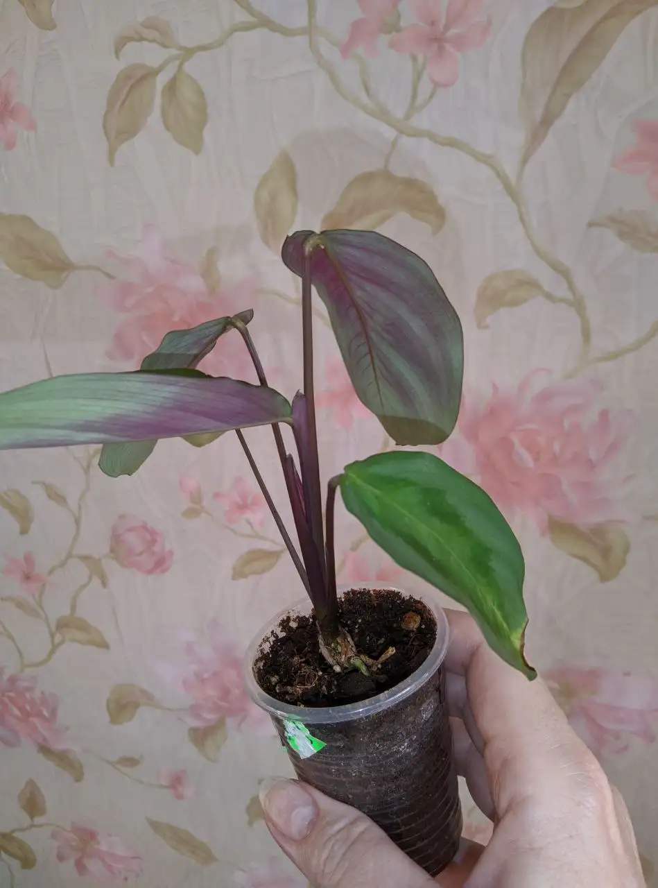 Маранта и хлорофитум - природный фильтр для воздуха - Растения (Хобби и отдых) в Владивосток