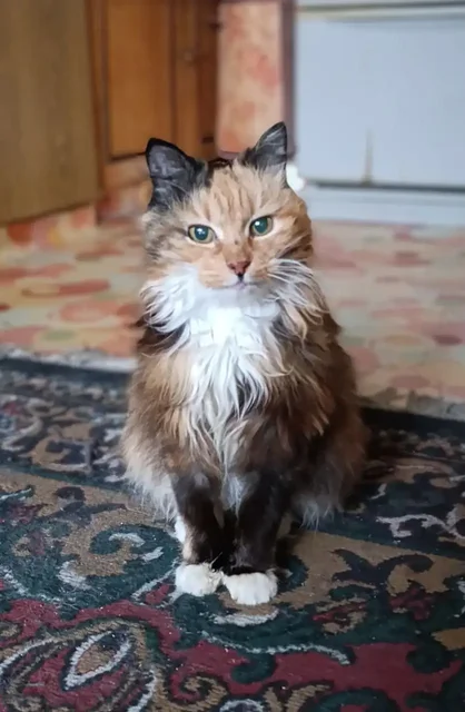 Трехцветная кошка ищет дом - Кошки в Уссурийск