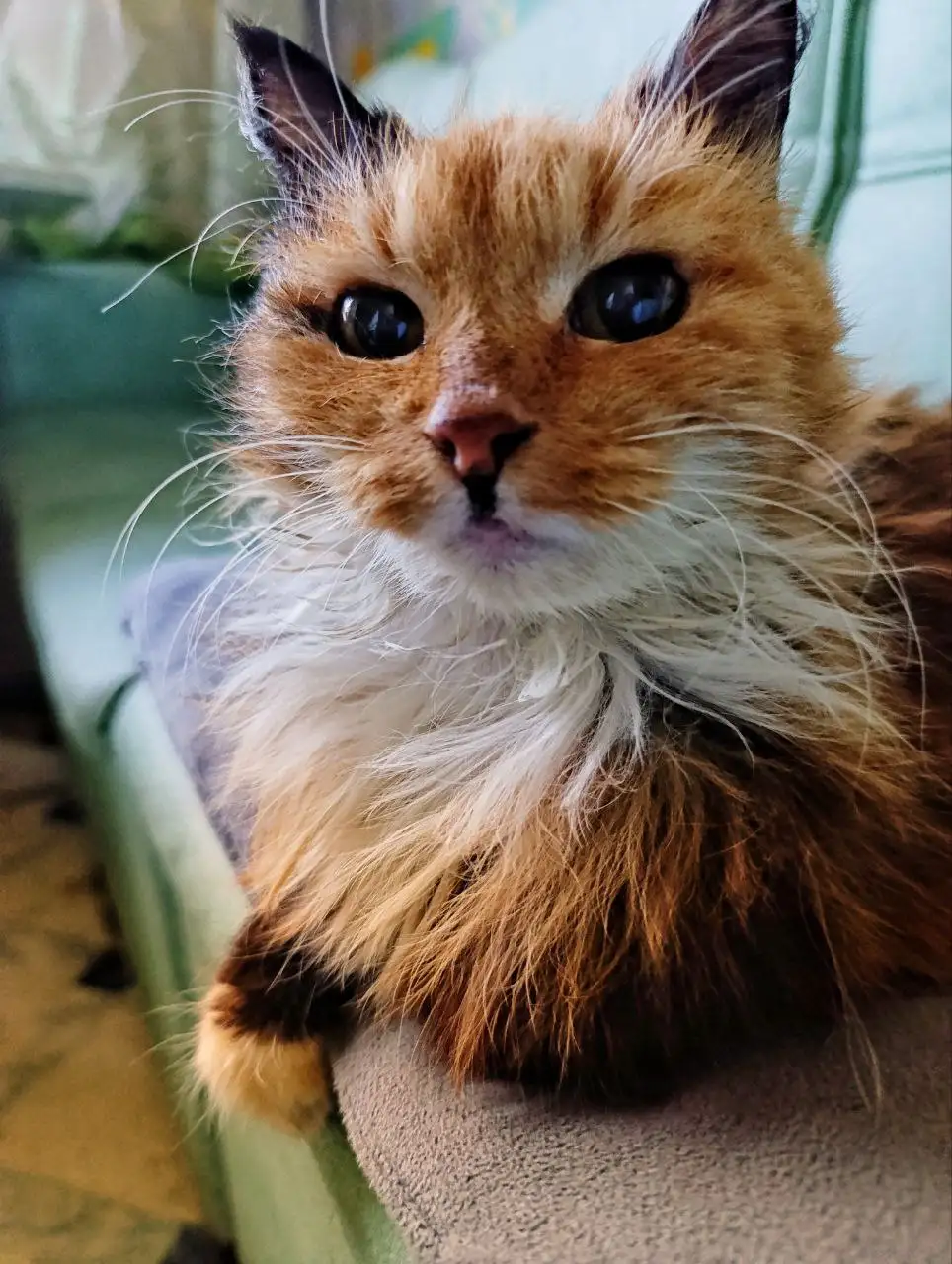 Трехцветная кошка ищет дом - Кошки (Животные) в Уссурийск