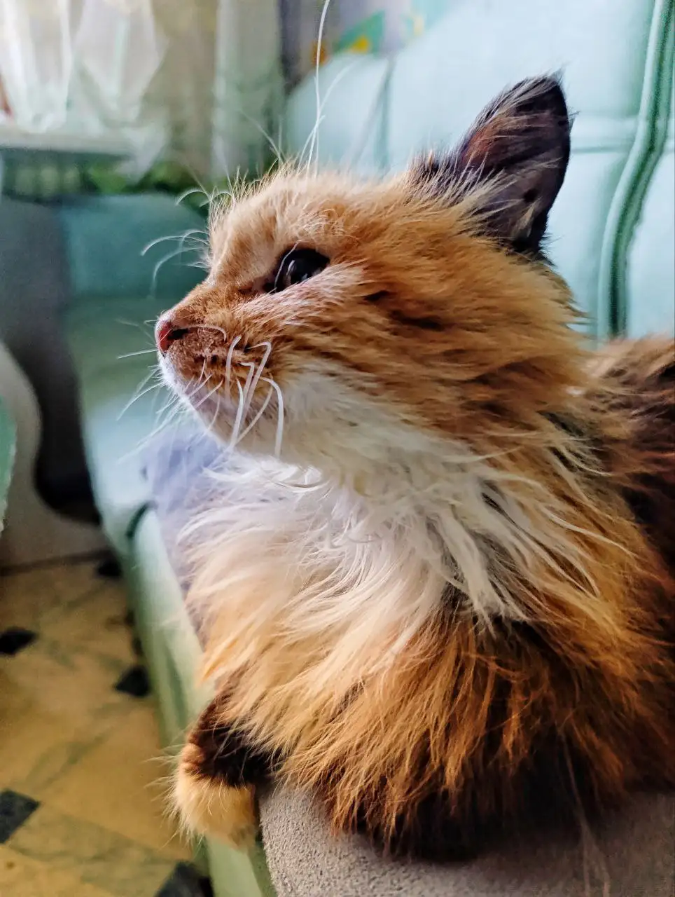 Трехцветная кошка ищет дом - Кошки (Животные) в Уссурийск