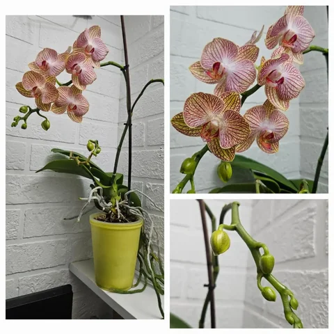 Орхидея взрослое растение в бутонах - Сад и огород в Владивосток