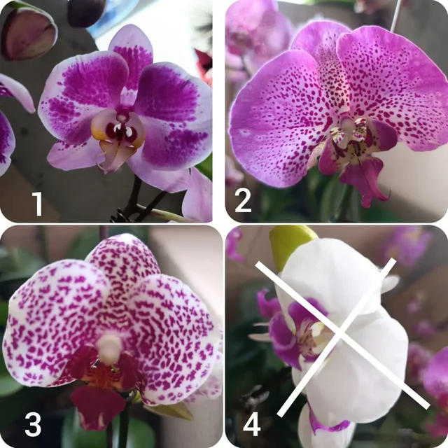 Продажа цветущих орхидей разных сортов - частное объявление в Артём