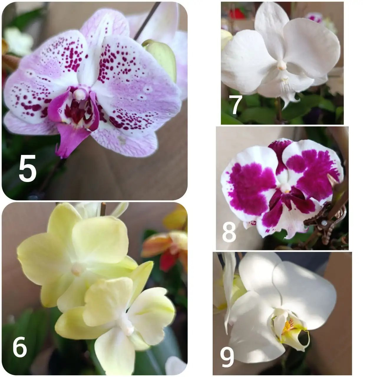 Продажа цветущих орхидей разных сортов - Растения (Хобби и отдых) в Артём