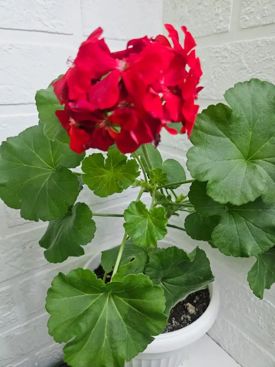 Красивая пеларгония в белом горшке - Растения (Хобби и отдых) в Владивосток