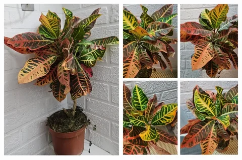 Кротон (кодиеум) - комнатное растение с положительной энергетикой - Садовые и дачные товары в Владивосток