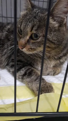 Кошка Лола ищет любящие руки - Грызуны в Владивосток