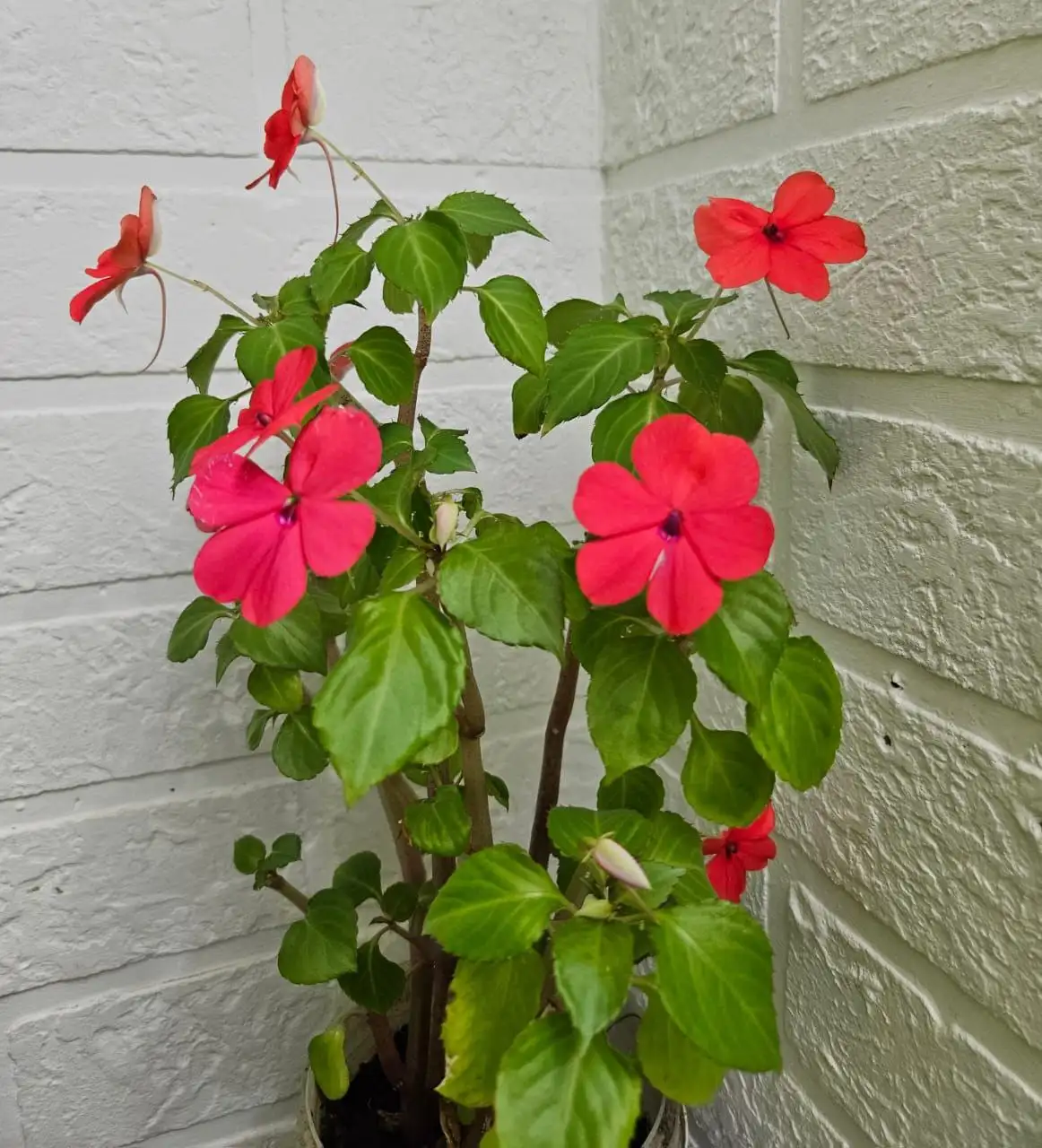 Вечно цветущий бальзаминчик - Растения (Хобби и отдых) в Владивосток