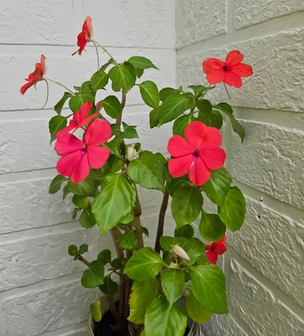 Вечно цветущий бальзаминчик - Коньки в Владивосток