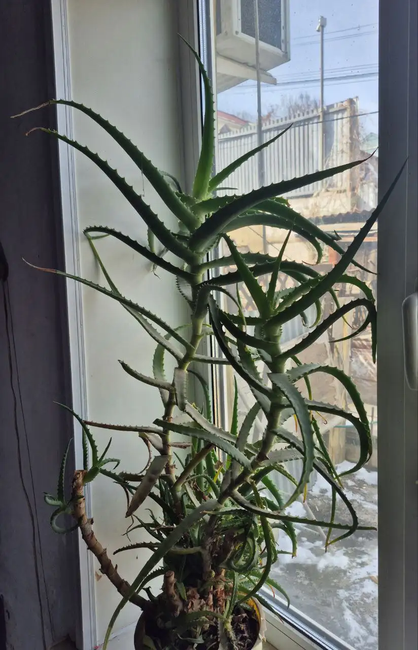 Продам алоэ 3г. Находка - Растения в Владивосток