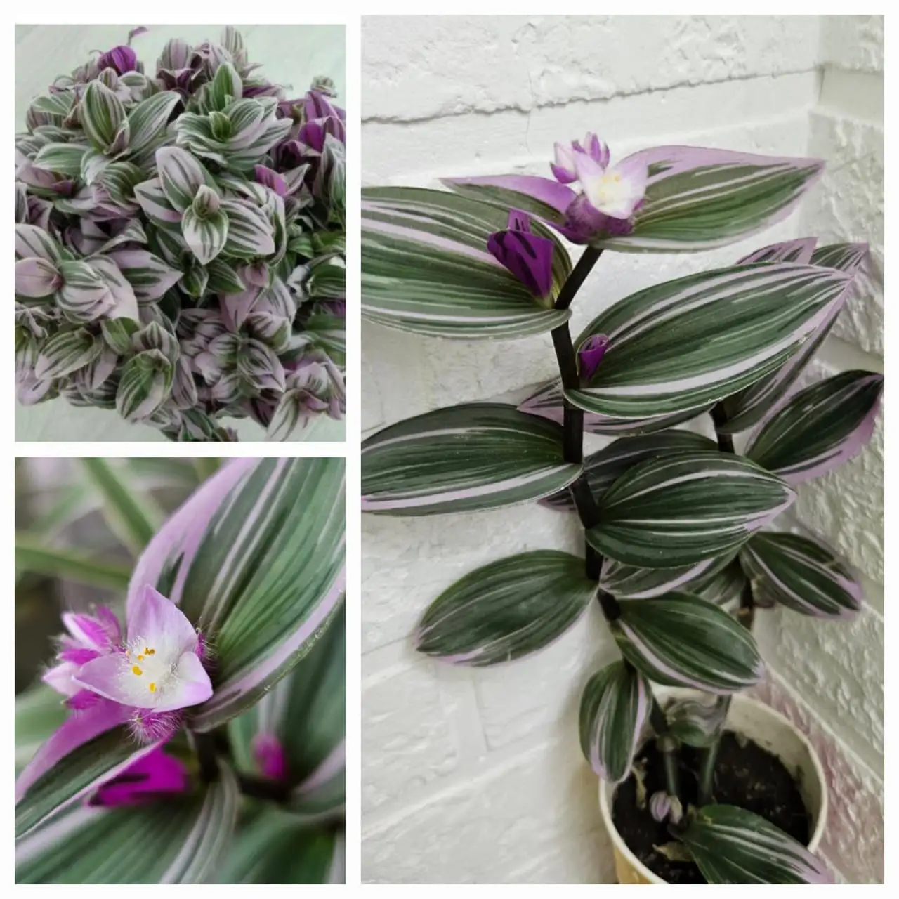 Традесканция Нанук с розово-зелёными листьями - Комнатные растения (Хобби и отдых) в Владивосток