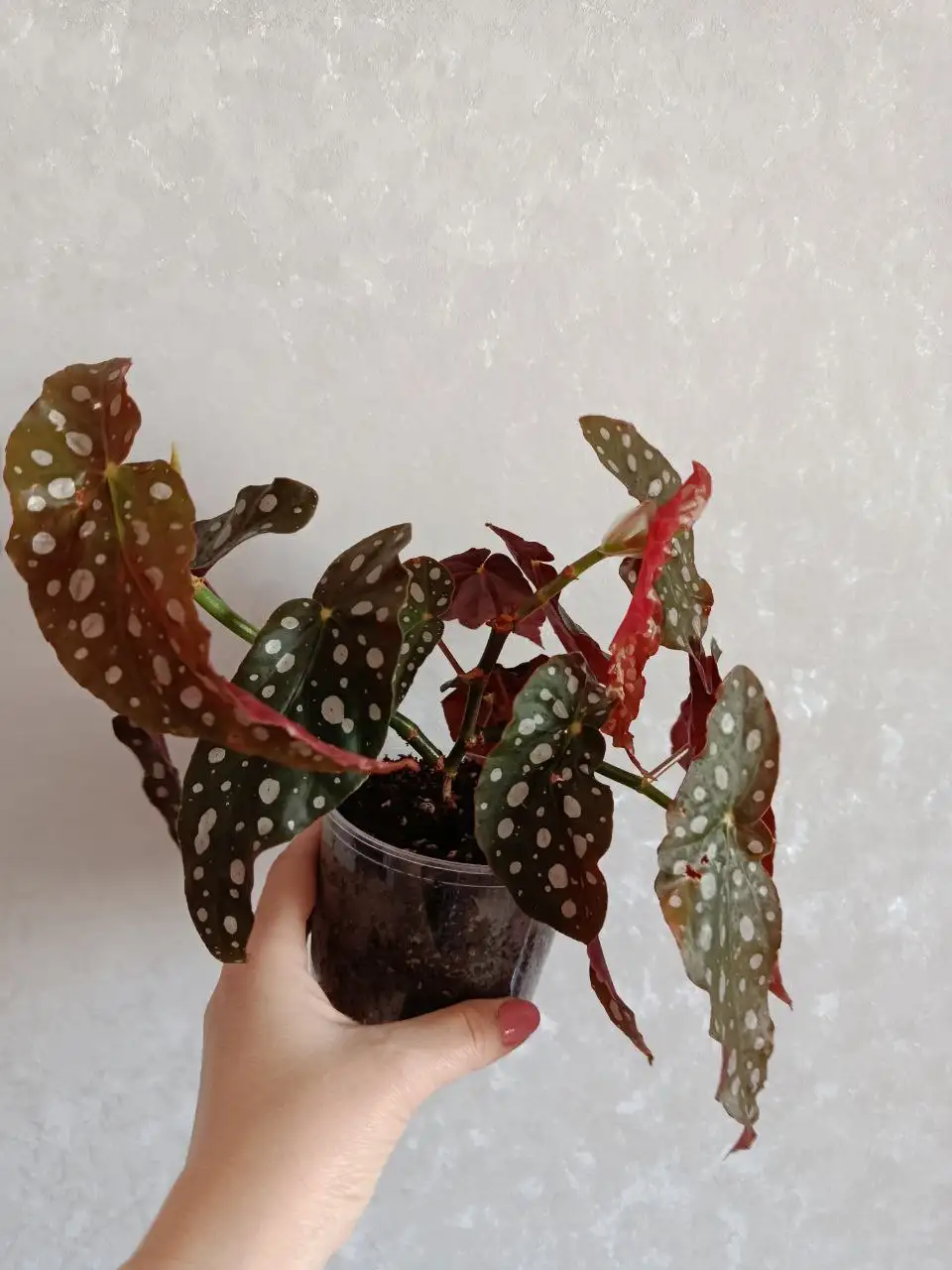 Бегония Кейн Макулата - Хобби и отдых в Владивосток