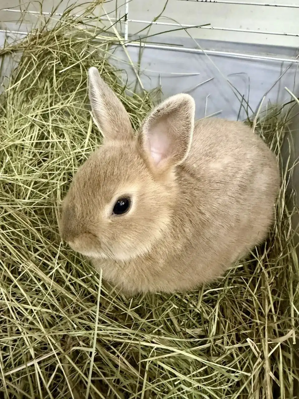 Декоративный кролик породы Цветной карлик, 3 месяца, девочка - Кролики (Животные) в Владивосток