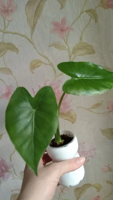 Продам алоказию Гагеана на фитиле в кокосе - Коньки в Владивосток