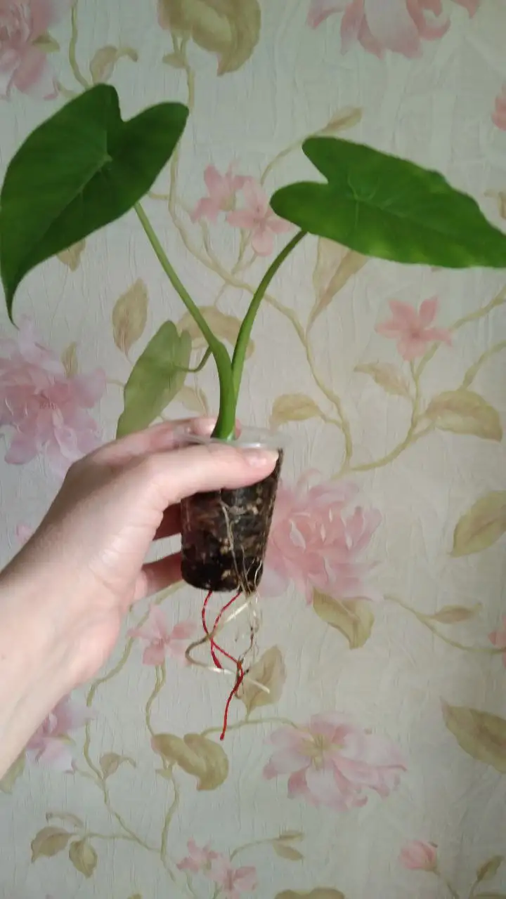 Продам алоказию Гагеана на фитиле в кокосе - Комнатные растения (Хобби и отдых) в Владивосток