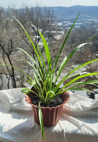 Хлорофитум в горшочке - Коньки в Владивосток