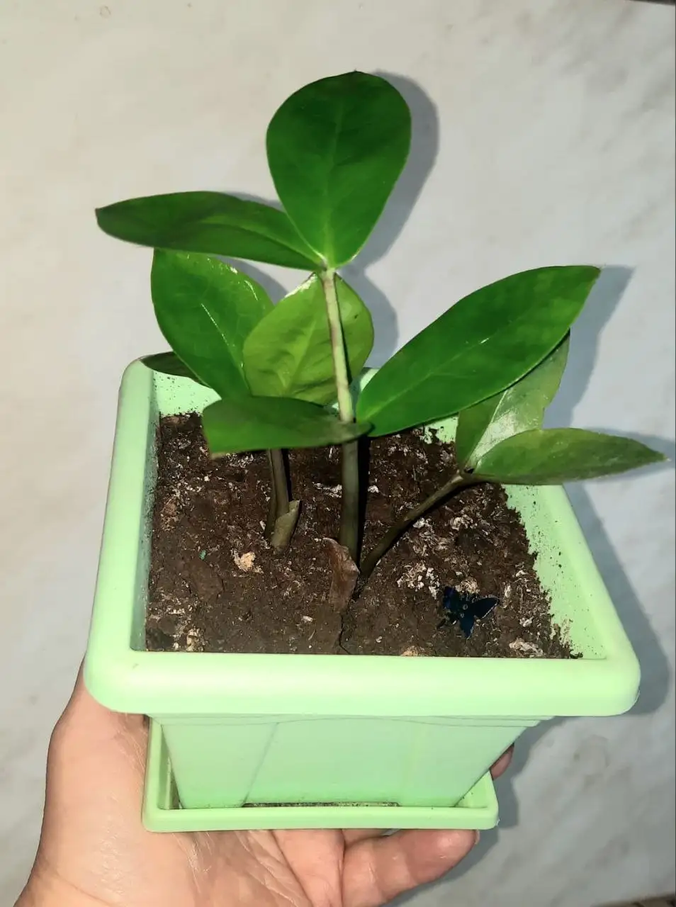 Продажа молодого растения Замеакулькас - Растения (Хобби и отдых) в Владивосток