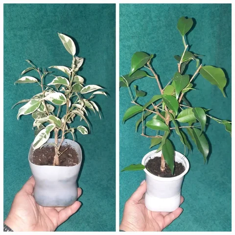 Фикус Бенджамина два мелколиственных вида - Теннис в Владивосток