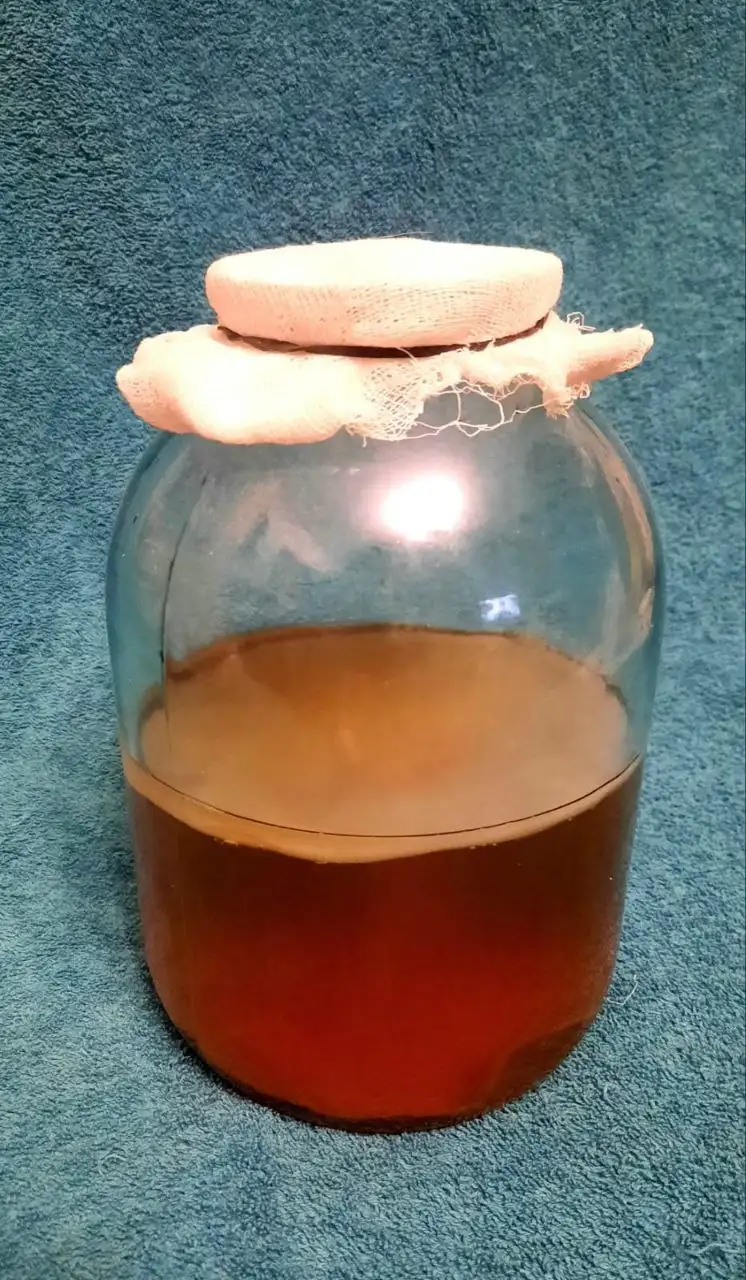 Чайный гриб с банкой - Барахолка в Владивосток