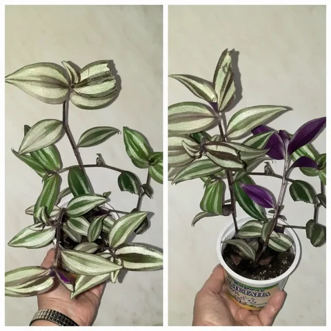 Традесканция укоренённая - Теннис в Владивосток