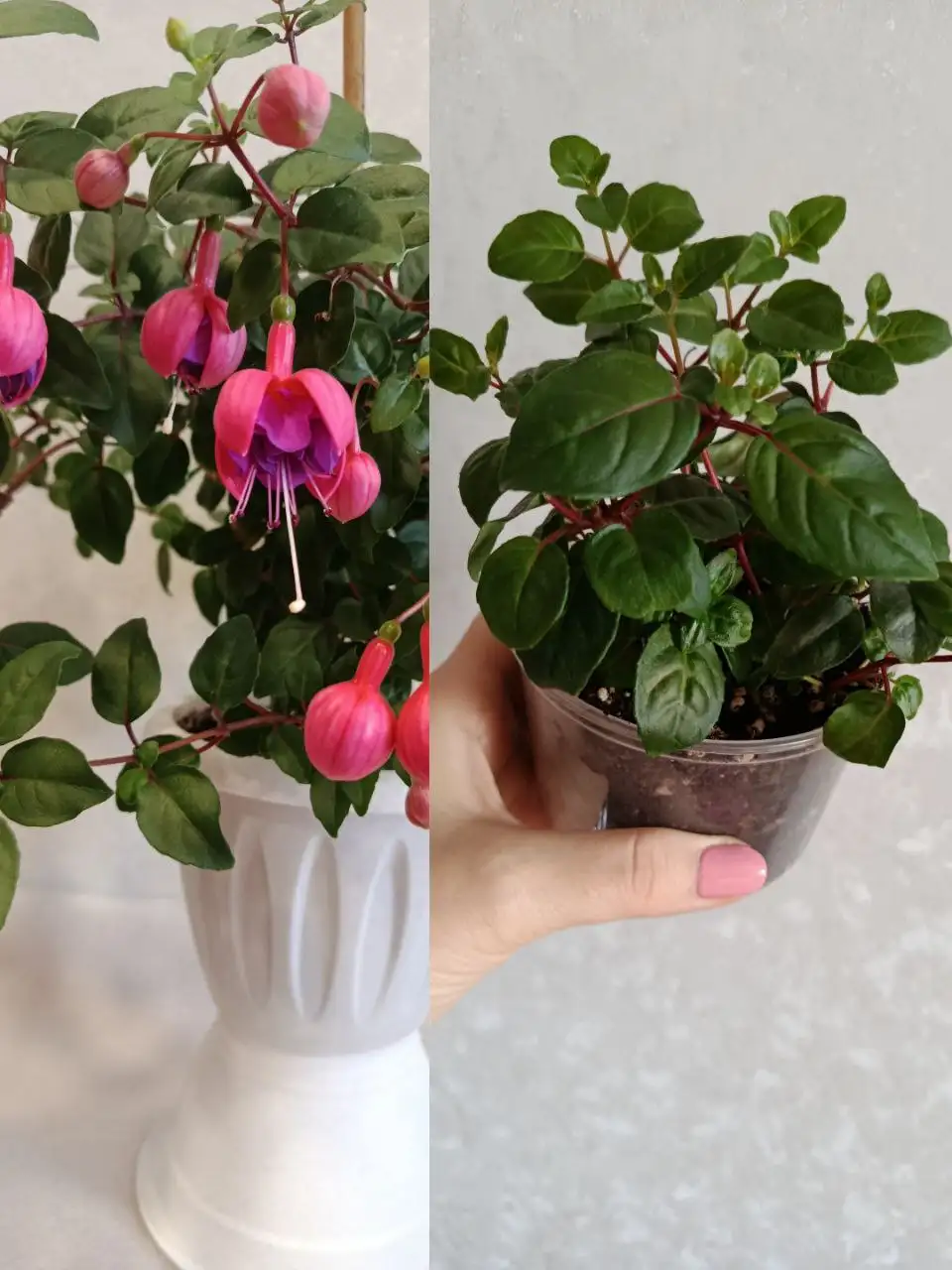 Черенки фуксии в горшочке - Растения (Хобби и отдых) в Владивосток